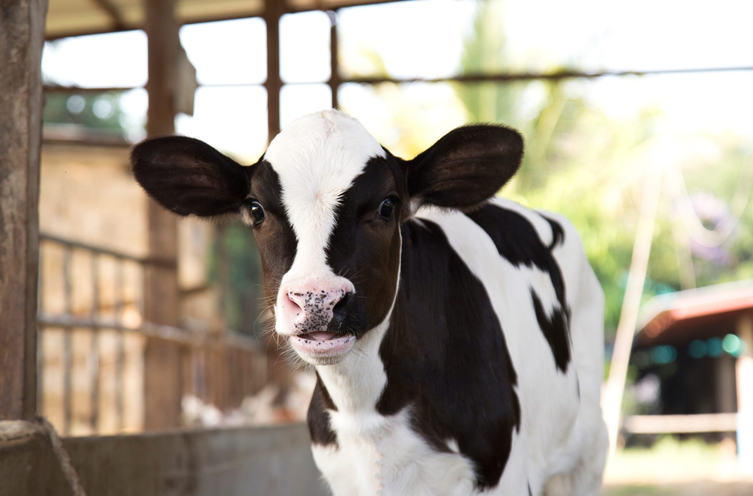 USE OF SENSORY ADDITIVES TO MASK BITTER TASTE IN CALF MILK REPLACERS