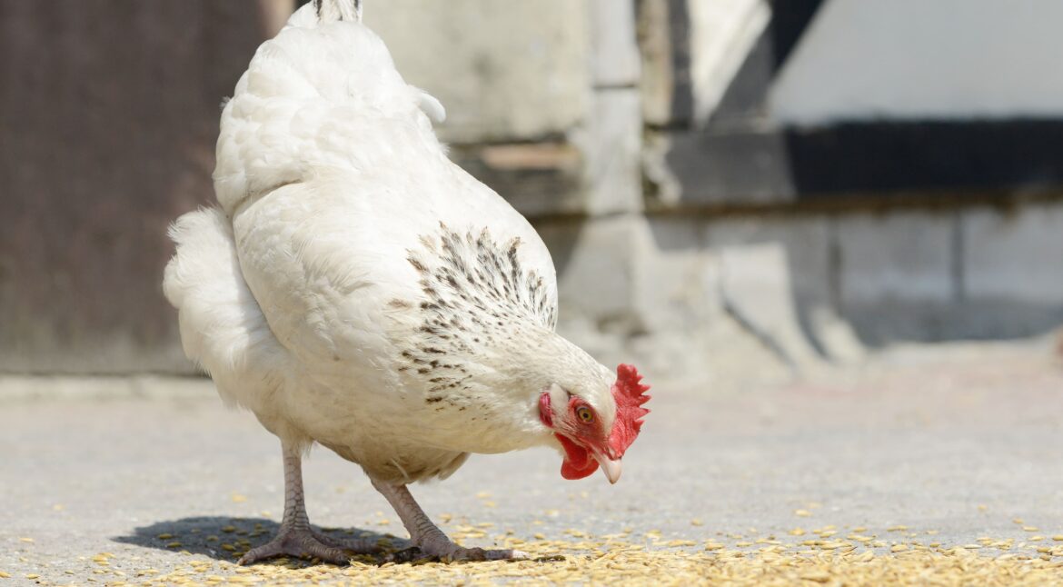 LA-ESTIMULACION-DE-LOS-SENSORES-DEL-PICANTE-EN-POLLOS