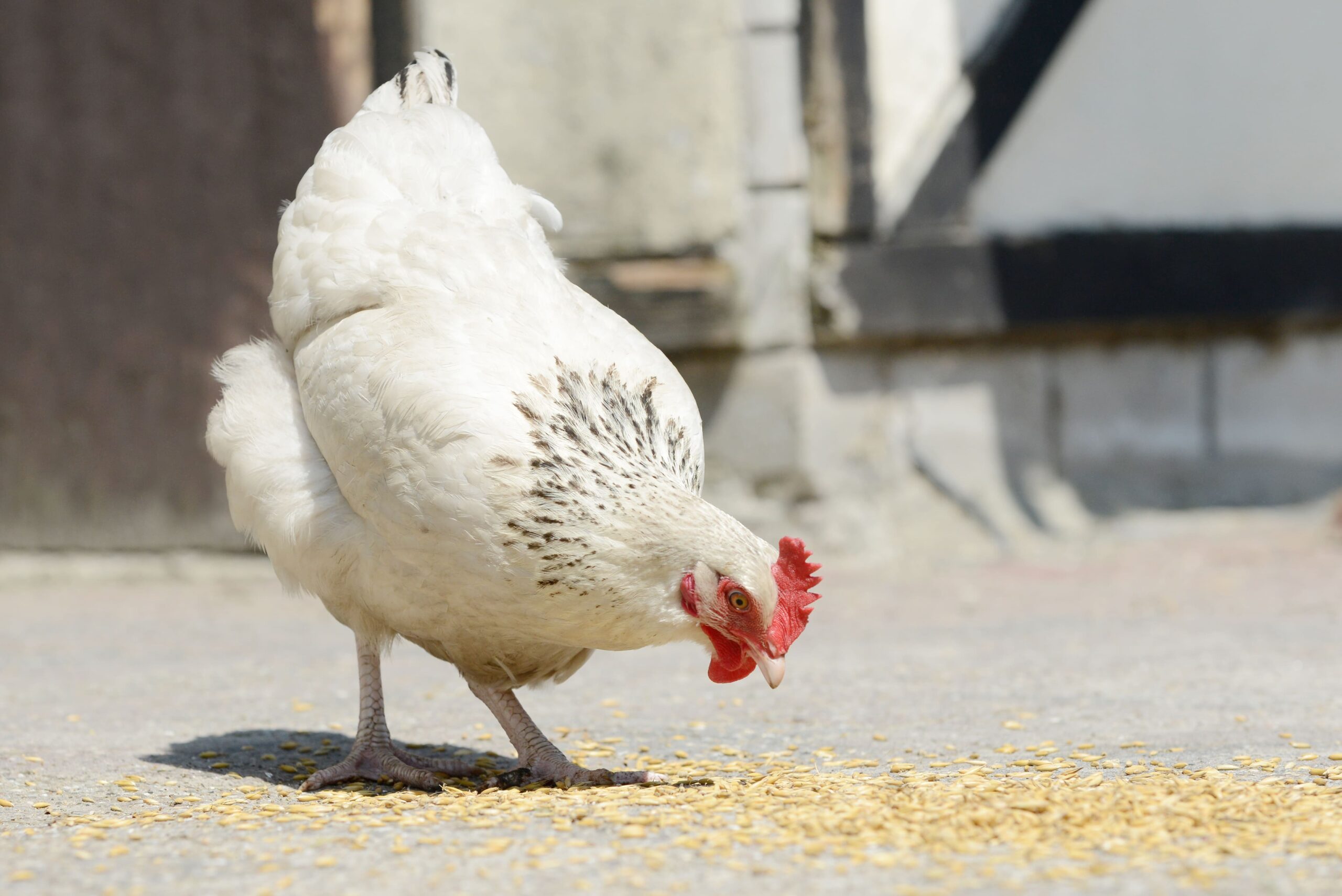 LA-ESTIMULACION-DE-LOS-SENSORES-DEL-PICANTE-EN-POLLOS