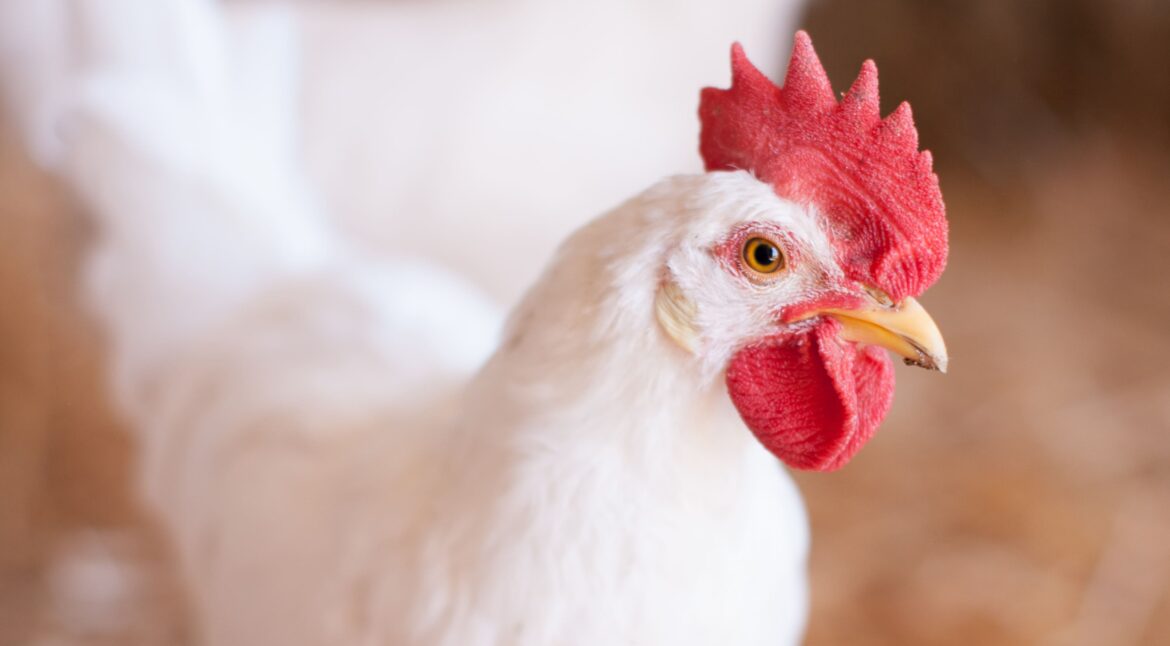 RESPONSE-OF-BROILER-CHICKENS-FED-DIETS