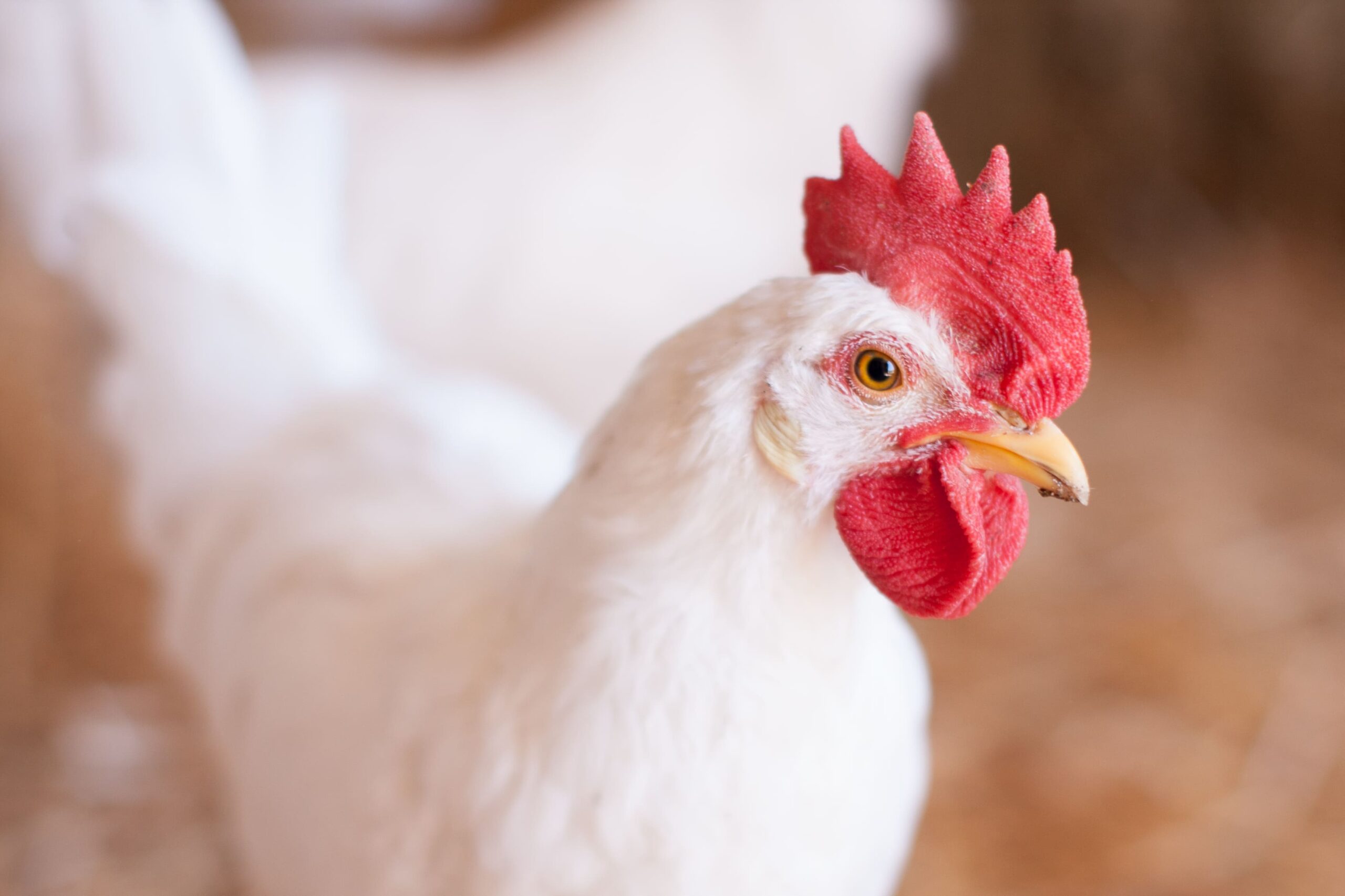 RESPONSE-OF-BROILER-CHICKENS-FED-DIETS