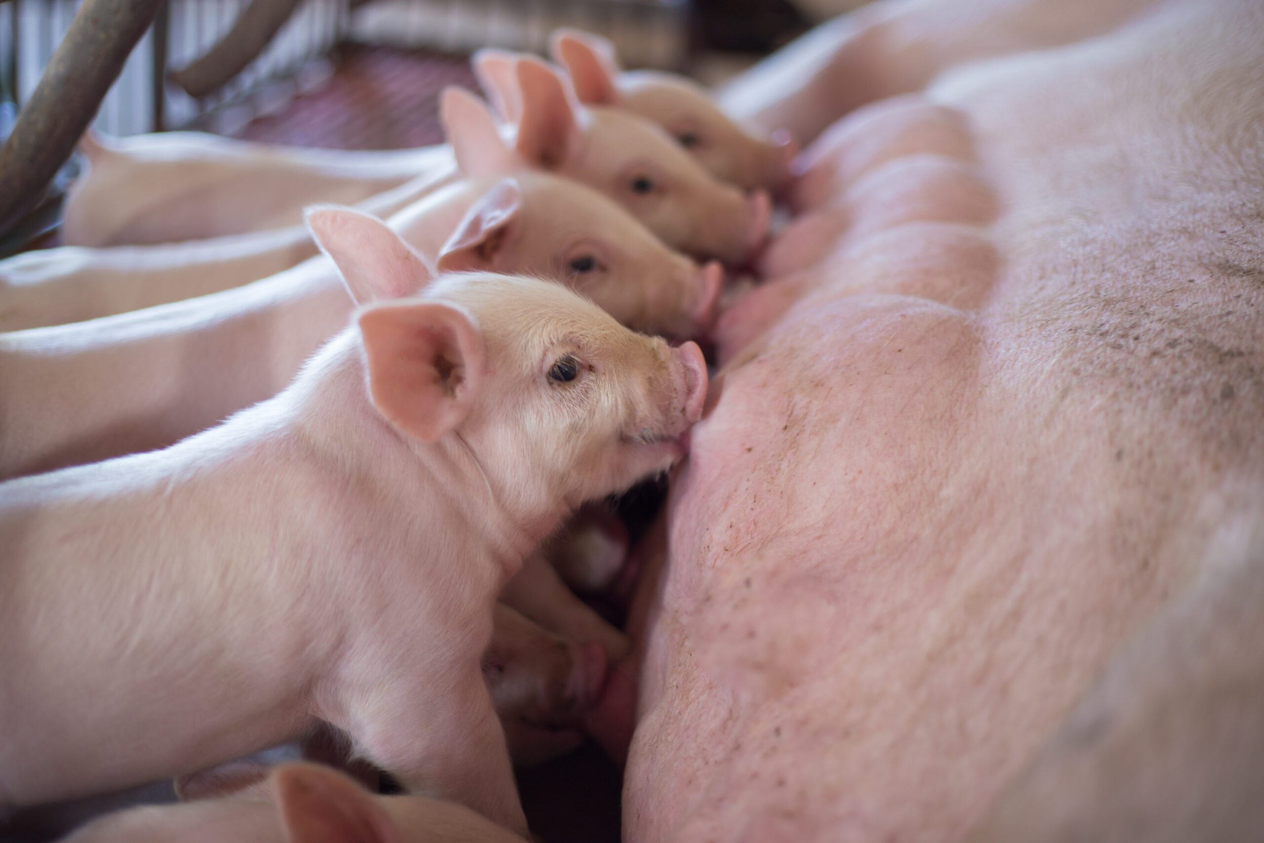 EFFECT OF A SENSORY ADDITIVE ON SOW FEED INTAKE DURING LACTATION