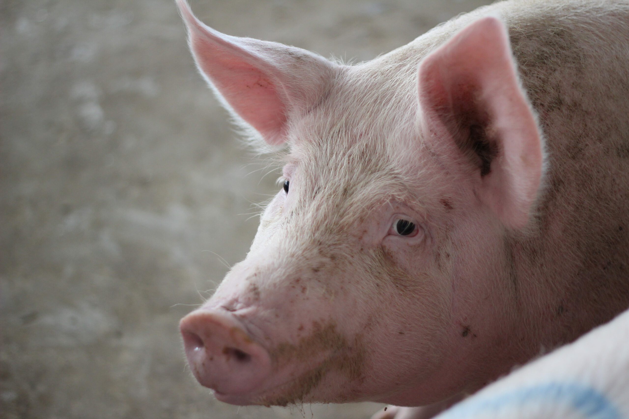 SYSTEMATIC REVIEW OF ANIMAL-BASED INDICATORS TO MEASURE THERMAL