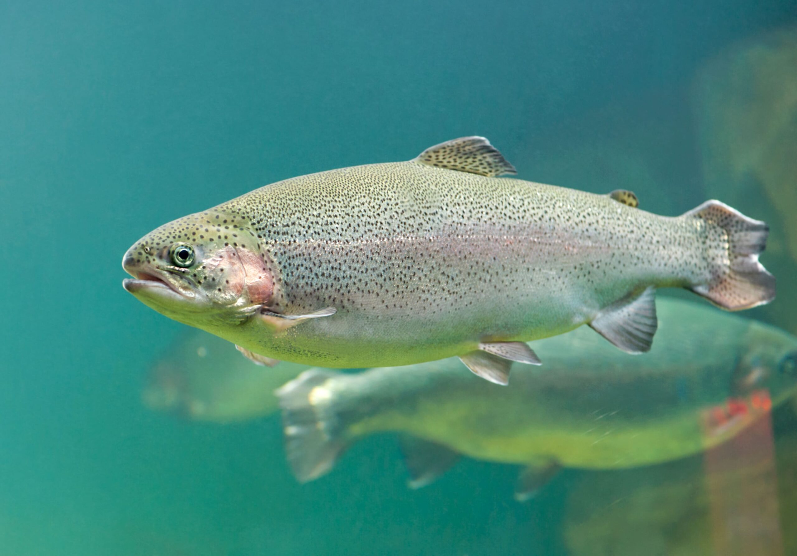 lucta-aquaculture (1)