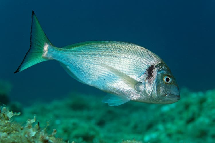 THE POTENTIAL OF A COMBINATION OF PUNGENT SPICES AS A NOVEL SUPPLEMENT IN GILTHEAD SEABREAM