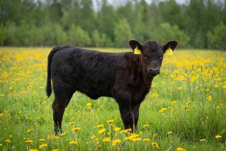 Use of feed additives in unweaned