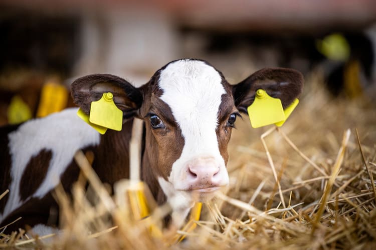 Use of feed additives added to the milk